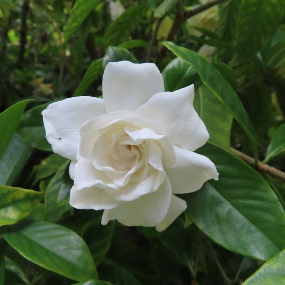 gardenia87